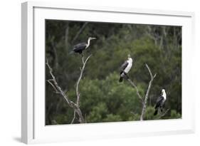 African White-Breasted Cormorant 01-Bob Langrish-Framed Photographic Print