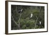 African White-Breasted Cormorant 01-Bob Langrish-Framed Photographic Print