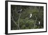 African White-Breasted Cormorant 01-Bob Langrish-Framed Photographic Print