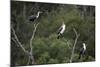 African White-Breasted Cormorant 01-Bob Langrish-Mounted Photographic Print