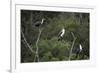 African White-Breasted Cormorant 01-Bob Langrish-Framed Photographic Print