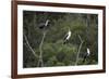 African White-Breasted Cormorant 01-Bob Langrish-Framed Photographic Print