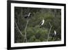 African White-Breasted Cormorant 01-Bob Langrish-Framed Photographic Print