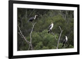 African White-Breasted Cormorant 01-Bob Langrish-Framed Photographic Print