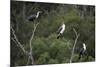 African White-Breasted Cormorant 01-Bob Langrish-Mounted Photographic Print