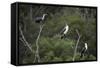 African White-Breasted Cormorant 01-Bob Langrish-Framed Stretched Canvas