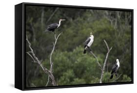 African White-Breasted Cormorant 01-Bob Langrish-Framed Stretched Canvas