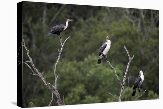 African White-Breasted Cormorant 01-Bob Langrish-Stretched Canvas