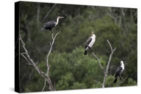 African White-Breasted Cormorant 01-Bob Langrish-Stretched Canvas