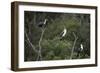 African White-Breasted Cormorant 01-Bob Langrish-Framed Photographic Print