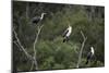 African White-Breasted Cormorant 01-Bob Langrish-Mounted Photographic Print