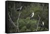 African White-Breasted Cormorant 01-Bob Langrish-Framed Stretched Canvas