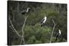 African White-Breasted Cormorant 01-Bob Langrish-Stretched Canvas