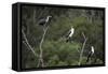 African White-Breasted Cormorant 01-Bob Langrish-Framed Stretched Canvas