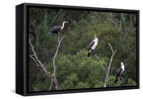 African White-Breasted Cormorant 01-Bob Langrish-Framed Stretched Canvas