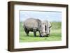 African White Rhino, Lake Nakuru, Kenya-nelik-Framed Photographic Print