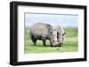 African White Rhino, Lake Nakuru, Kenya-nelik-Framed Photographic Print