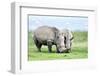 African White Rhino, Lake Nakuru, Kenya-nelik-Framed Photographic Print