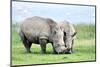 African White Rhino, Lake Nakuru, Kenya-nelik-Mounted Photographic Print