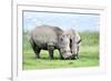 African White Rhino, Lake Nakuru, Kenya-nelik-Framed Photographic Print