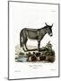African Wild Ass-null-Mounted Giclee Print