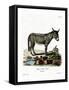 African Wild Ass-null-Framed Stretched Canvas