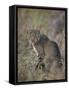 African Wild Cat (Felis Silvestris Lybica), Kruger National Park, South Africa, Africa-James Hager-Framed Stretched Canvas