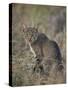 African Wild Cat (Felis Silvestris Lybica), Kruger National Park, South Africa, Africa-James Hager-Stretched Canvas