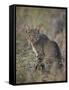 African Wild Cat (Felis Silvestris Lybica), Kruger National Park, South Africa, Africa-James Hager-Framed Stretched Canvas