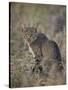 African Wild Cat (Felis Silvestris Lybica), Kruger National Park, South Africa, Africa-James Hager-Stretched Canvas