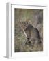 African Wild Cat (Felis Silvestris Lybica), Kruger National Park, South Africa, Africa-James Hager-Framed Photographic Print