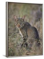 African Wild Cat (Felis Silvestris Lybica), Kruger National Park, South Africa, Africa-James Hager-Framed Photographic Print