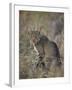 African Wild Cat (Felis Silvestris Lybica), Kruger National Park, South Africa, Africa-James Hager-Framed Photographic Print