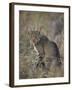 African Wild Cat (Felis Silvestris Lybica), Kruger National Park, South Africa, Africa-James Hager-Framed Photographic Print