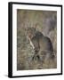 African Wild Cat (Felis Silvestris Lybica), Kruger National Park, South Africa, Africa-James Hager-Framed Photographic Print