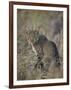 African Wild Cat (Felis Silvestris Lybica), Kruger National Park, South Africa, Africa-James Hager-Framed Photographic Print