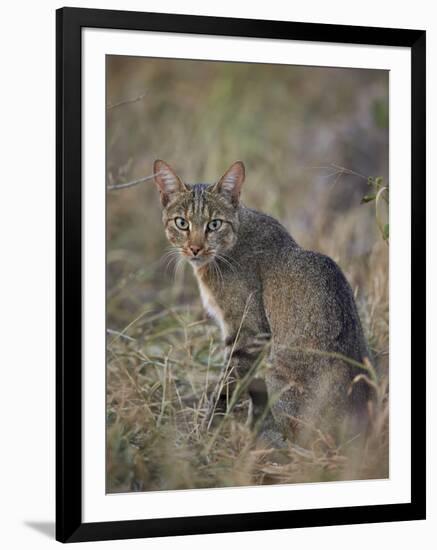 African Wild Cat (Felis Silvestris Lybica), Kruger National Park, South Africa, Africa-James Hager-Framed Photographic Print