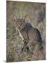 African Wild Cat (Felis Silvestris Lybica), Kruger National Park, South Africa, Africa-James Hager-Mounted Photographic Print