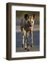 African Wild Dog (African Hunting Dog) (Cape Hunting Dog) (Lycaon Pictus) Running-James Hager-Framed Photographic Print