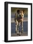 African Wild Dog (African Hunting Dog) (Cape Hunting Dog) (Lycaon Pictus) Running-James Hager-Framed Photographic Print