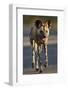 African Wild Dog (African Hunting Dog) (Cape Hunting Dog) (Lycaon Pictus) Running-James Hager-Framed Photographic Print