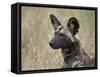 African Wild Dog (African Hunting Dog) (Cape Hunting Dog) (Lycaon Pictus)-James Hager-Framed Stretched Canvas