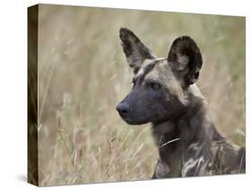 African Wild Dog (African Hunting Dog) (Cape Hunting Dog) (Lycaon Pictus)-James Hager-Stretched Canvas
