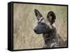 African Wild Dog (African Hunting Dog) (Cape Hunting Dog) (Lycaon Pictus)-James Hager-Framed Stretched Canvas