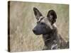 African Wild Dog (African Hunting Dog) (Cape Hunting Dog) (Lycaon Pictus)-James Hager-Stretched Canvas