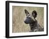 African Wild Dog (African Hunting Dog) (Cape Hunting Dog) (Lycaon Pictus)-James Hager-Framed Photographic Print