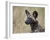 African Wild Dog (African Hunting Dog) (Cape Hunting Dog) (Lycaon Pictus)-James Hager-Framed Photographic Print