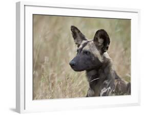 African Wild Dog (African Hunting Dog) (Cape Hunting Dog) (Lycaon Pictus)-James Hager-Framed Photographic Print