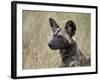 African Wild Dog (African Hunting Dog) (Cape Hunting Dog) (Lycaon Pictus)-James Hager-Framed Photographic Print