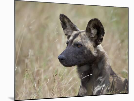 African Wild Dog (African Hunting Dog) (Cape Hunting Dog) (Lycaon Pictus)-James Hager-Mounted Photographic Print